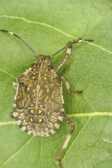 Halyomorpha halys, communément appelée punaise diabolique ou punaise marbrée, est une espèce d'insectes hémiptères de la famille des Pentatomidae